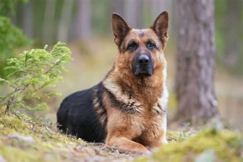 Unlocking the Occult Potential: How German Shepherds Can Tap into the Unknown